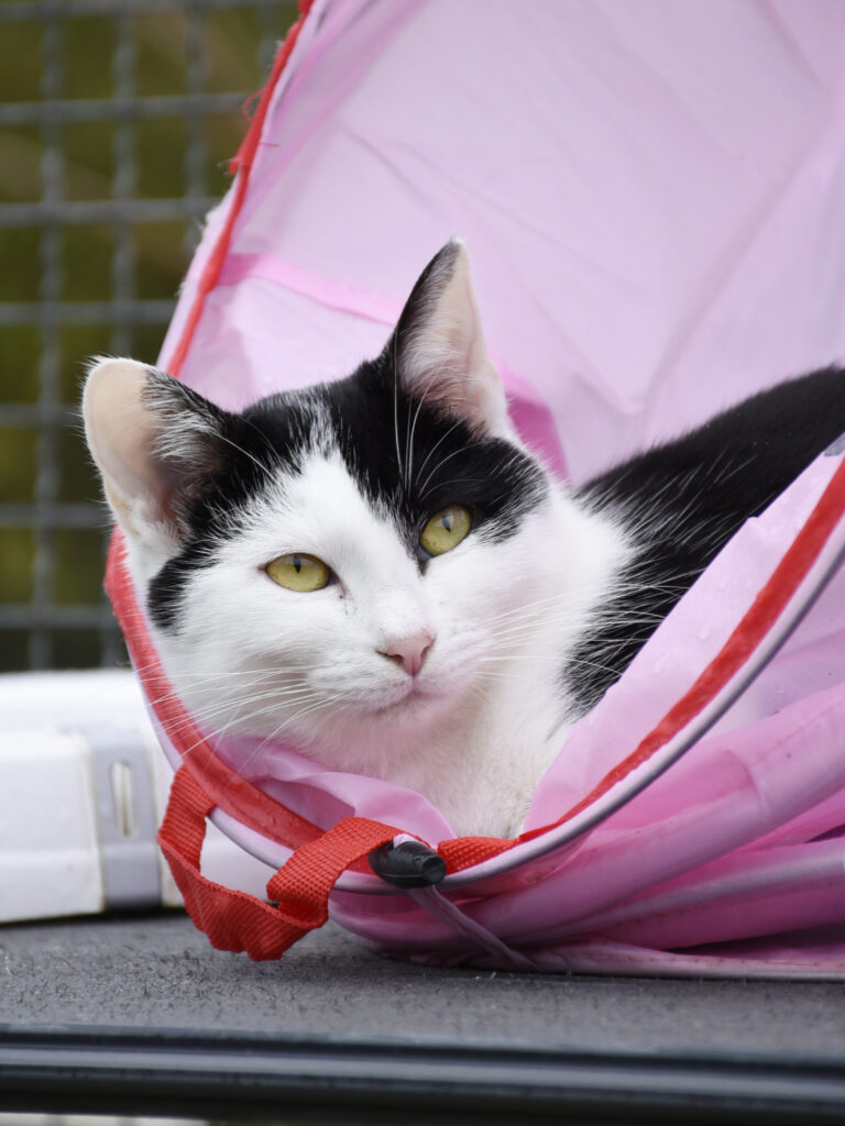 MONT BLANC-PHOENIX-12