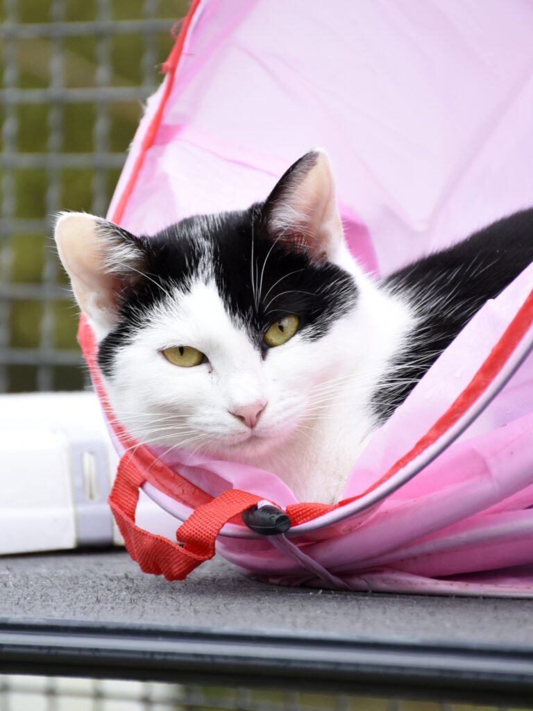 MONT BLANC-PHOENIX-13