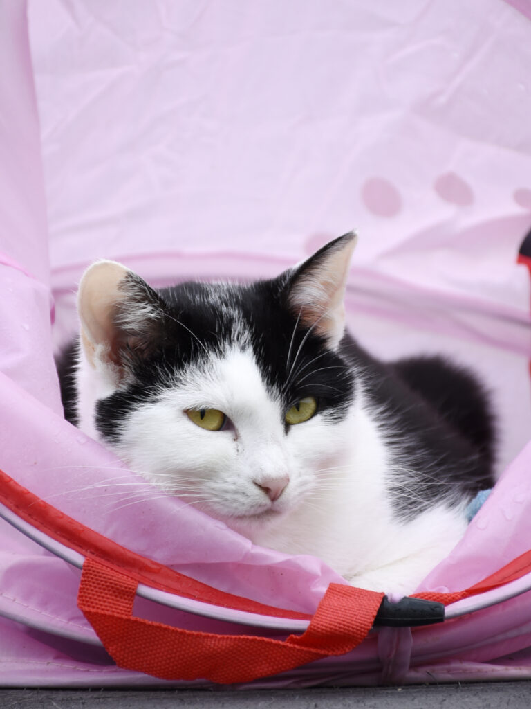 MONT BLANC-PHOENIX-14