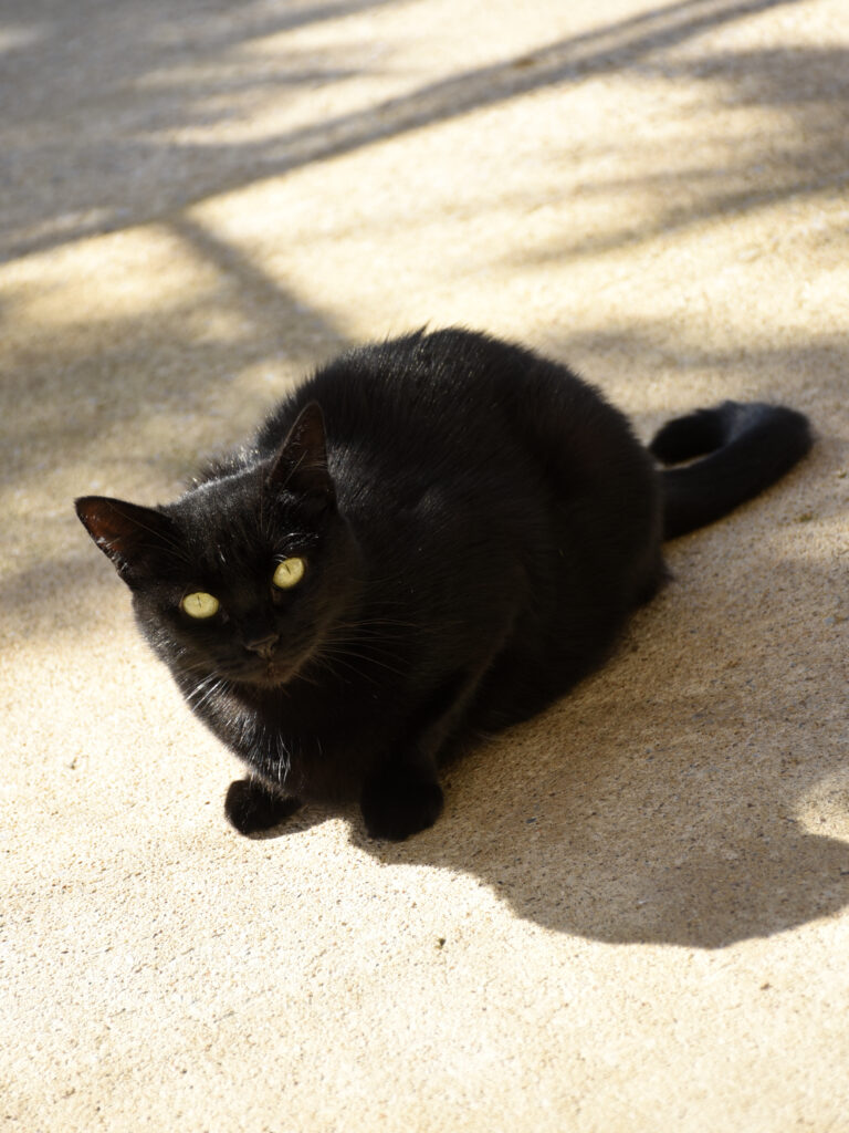 Maïté-PHOENIX-04 - Copie