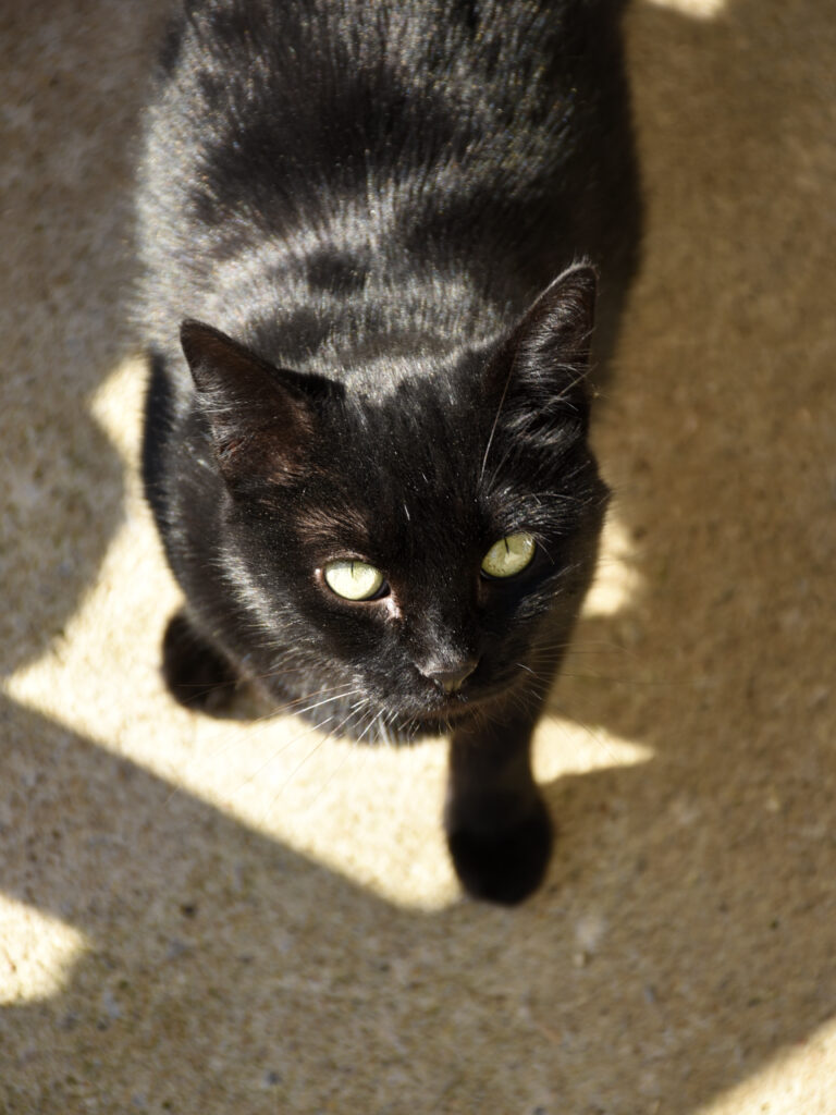 Maïté-PHOENIX-05 - Copie