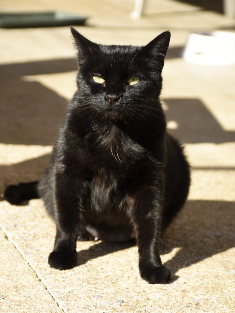 Maïté-PHOENIX-06 - Copie