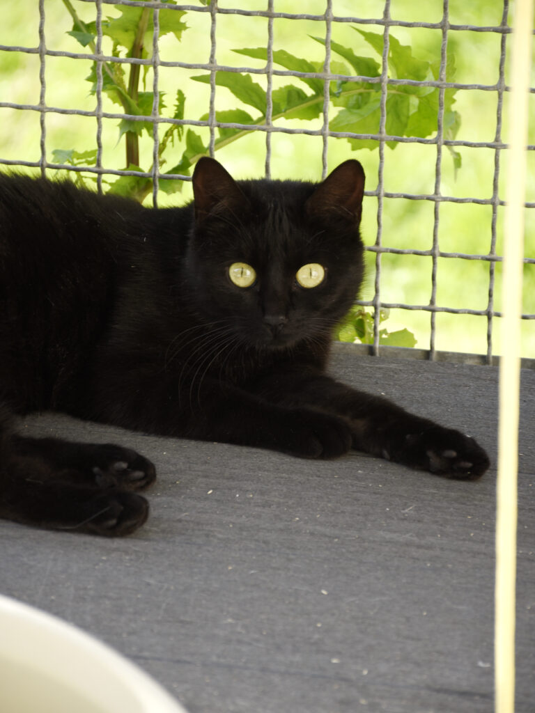Tamara-PATTENROND-05