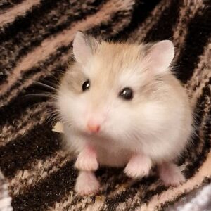 Hamster de Roborovski