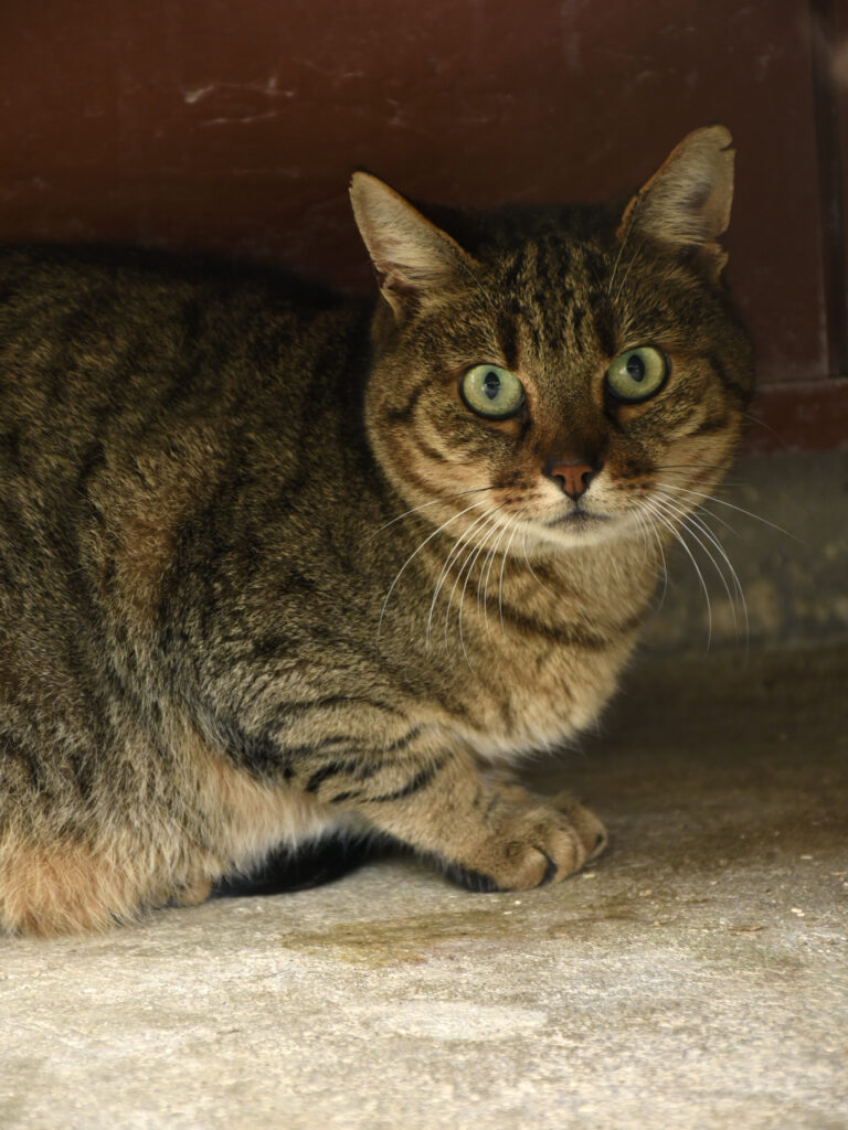 Counchita-Phoenix-04