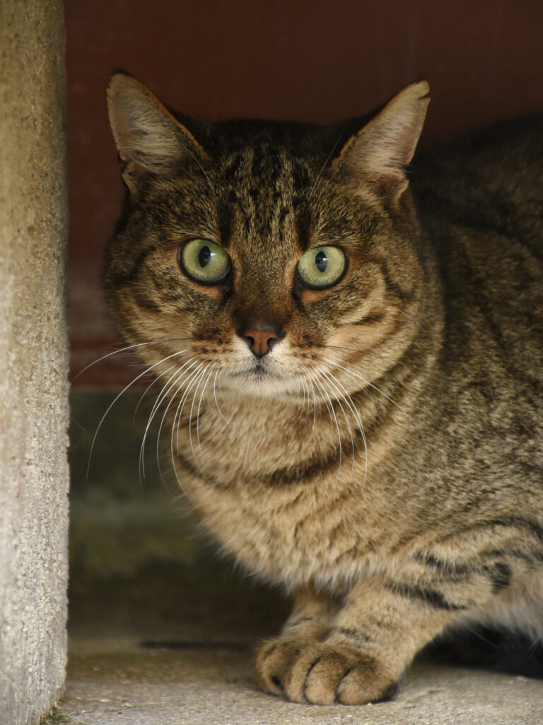 Counchita-Phoenix-06