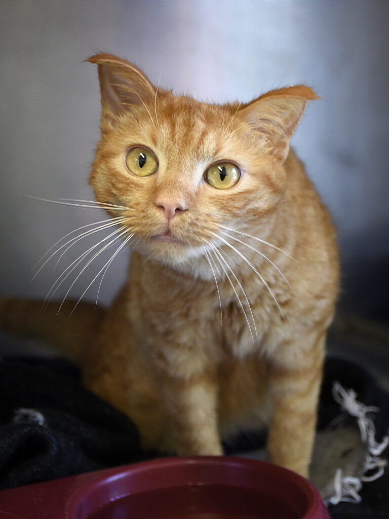 Ecureuil Chelou-Leviosa-03