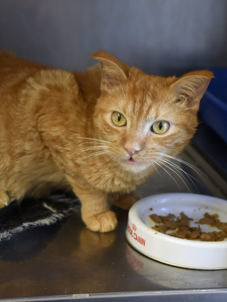 Ecureuil Chelou-Leviosa-04