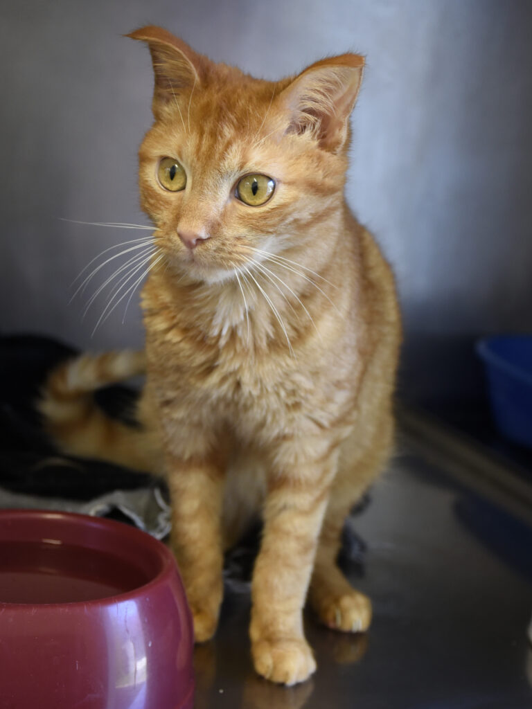 Ecureuil Chelou-Leviosa-05