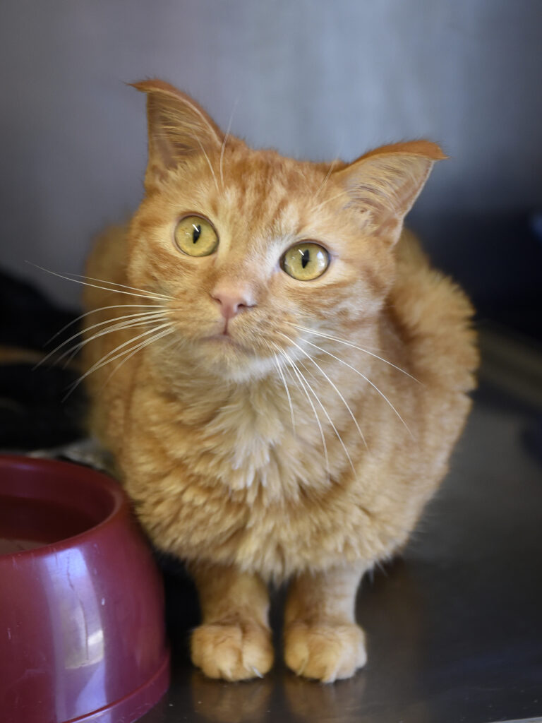 Ecureuil Chelou-Leviosa-06