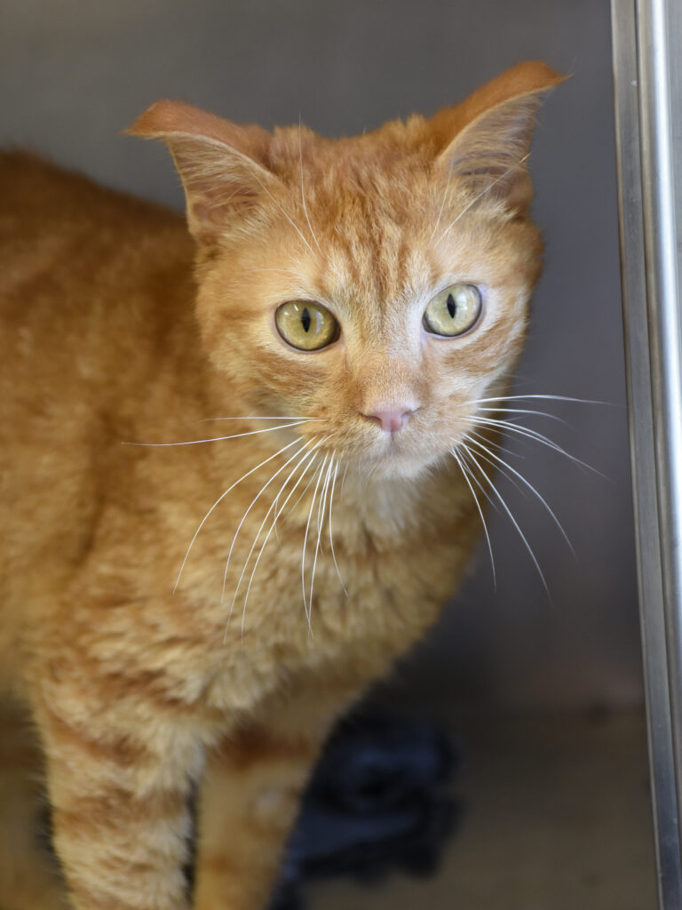 Ecureuil Chelou-Leviosa-07