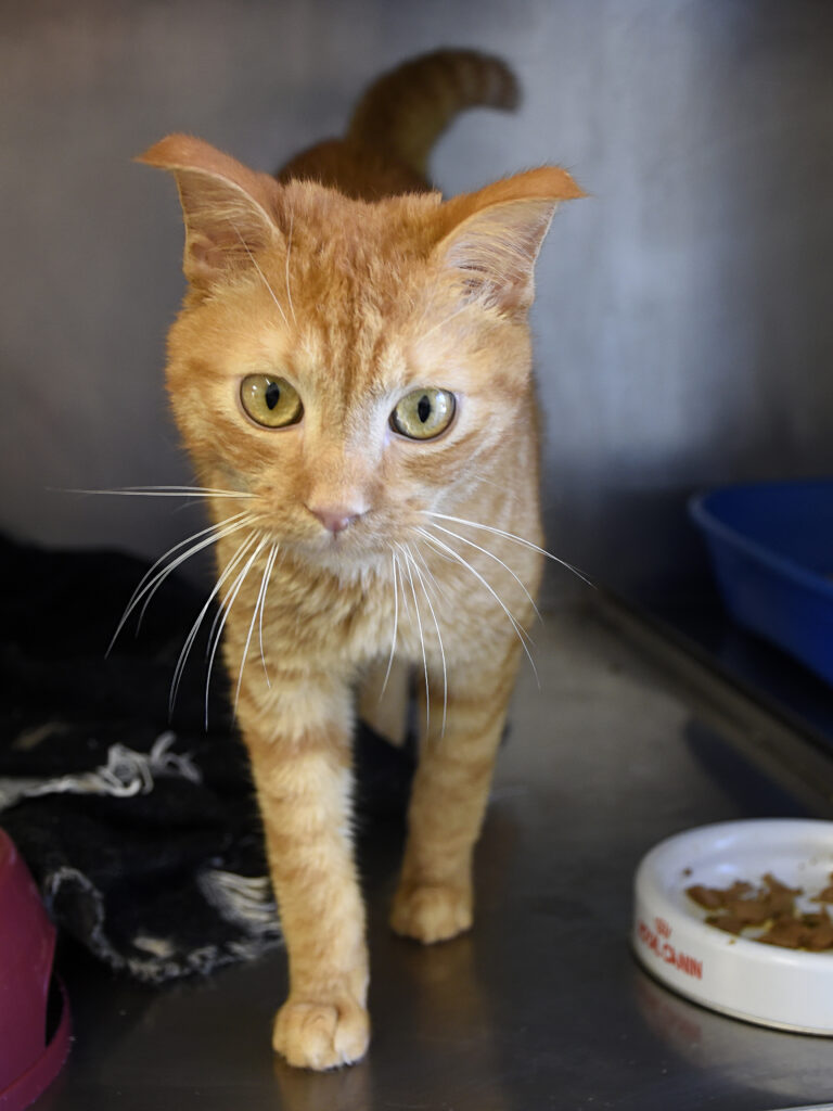 Ecureuil Chelou-Leviosa-08