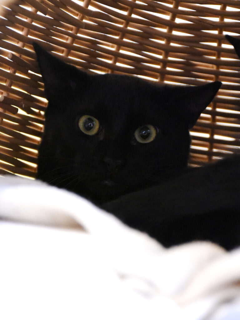 Michel-Griffondor-03