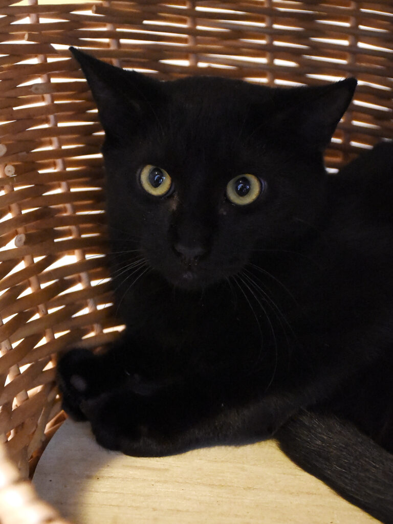 Michel-Griffondor-04