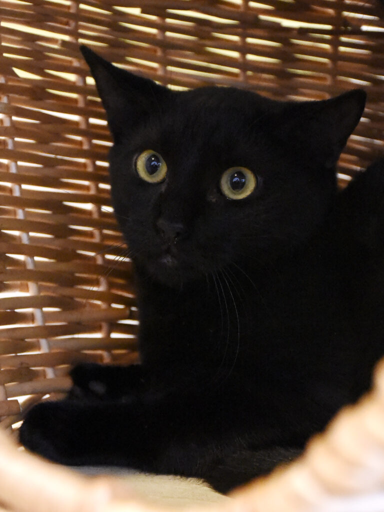 Michel-Griffondor-05