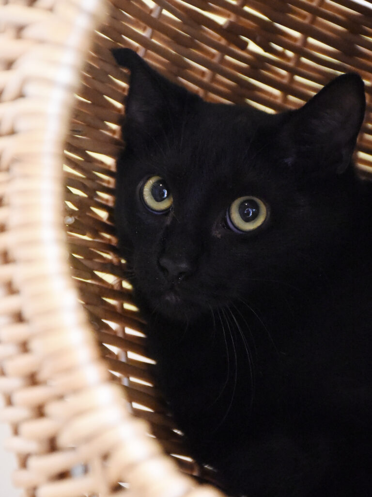 Michel-Griffondor-06