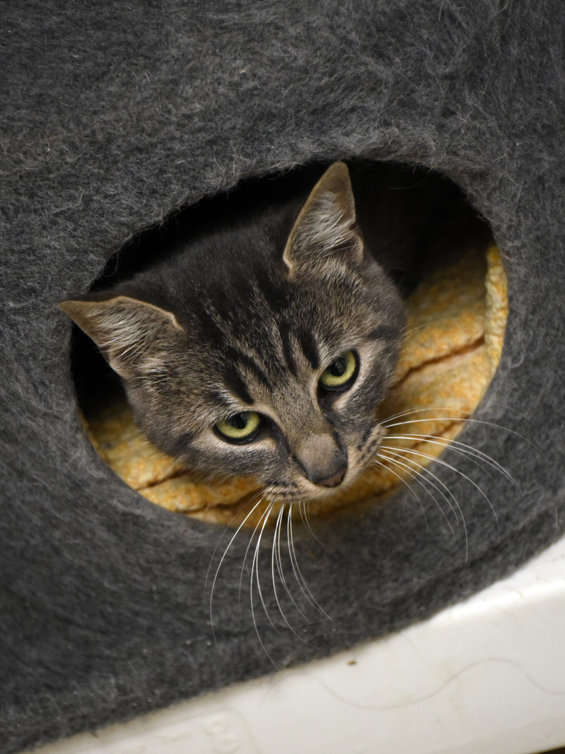 Papandayan-Phoenix-03