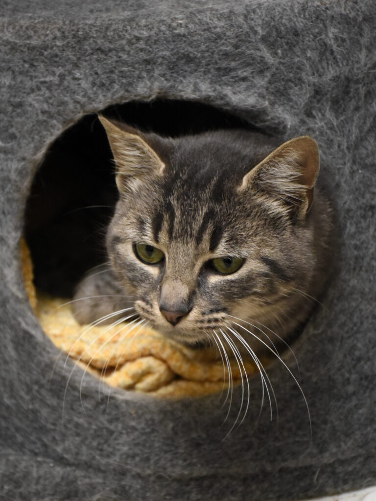 Papandayan-Phoenix-04