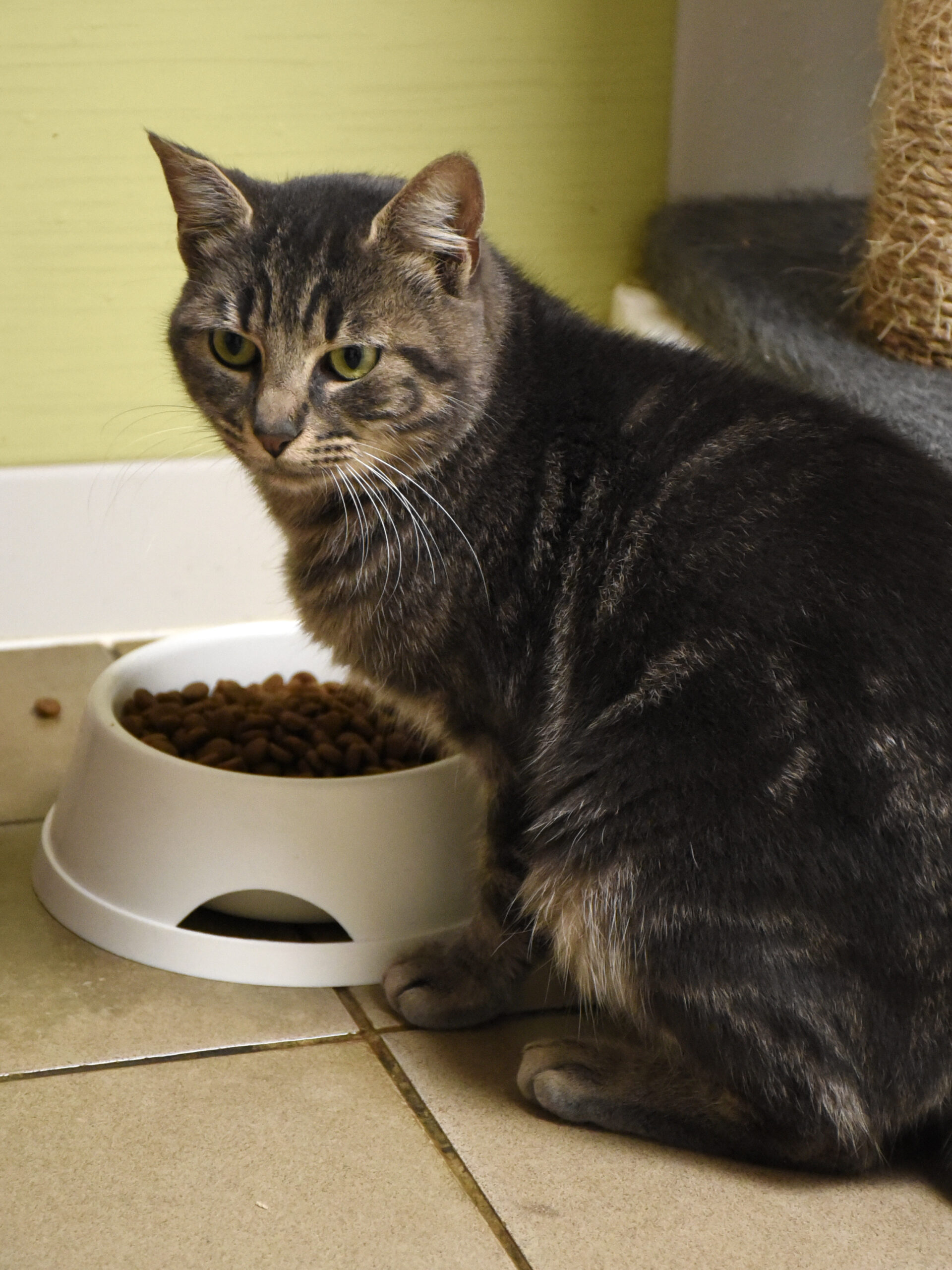 Papandayan-Phoenix-05