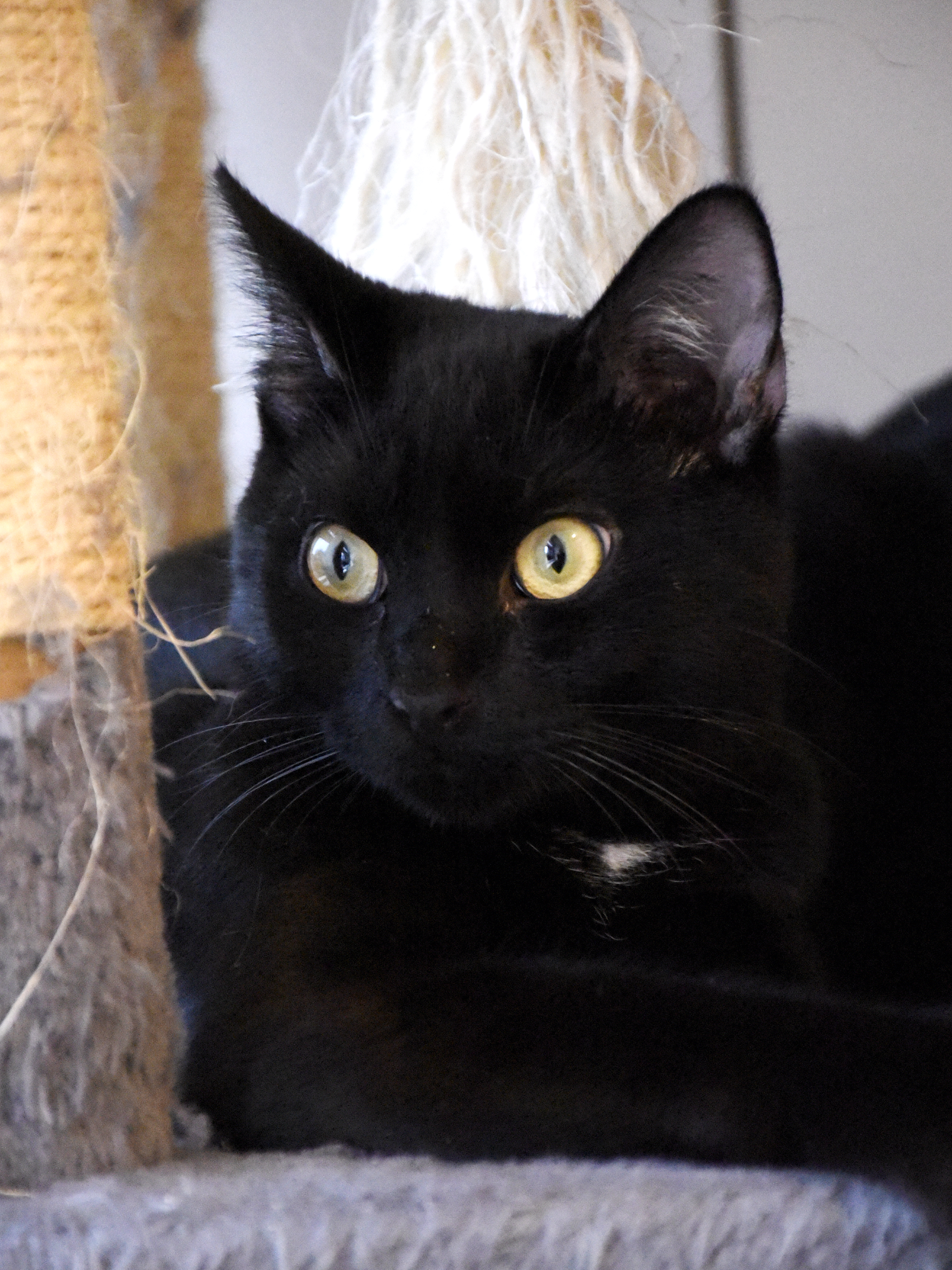 Cheddar-Griffondor-04