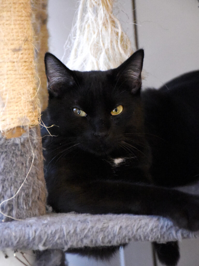 Cheddar-Griffondor-05