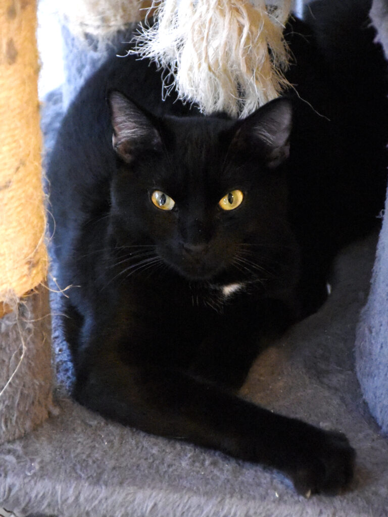 Cheddar-Griffondor-06