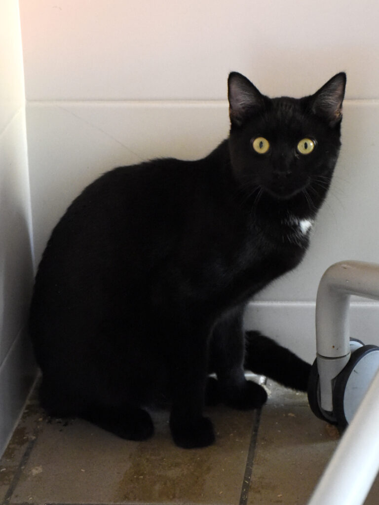 Cheddar-Griffondor-08