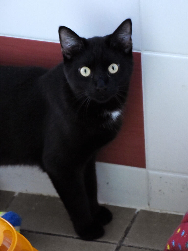 Cheddar-Griffondor-10