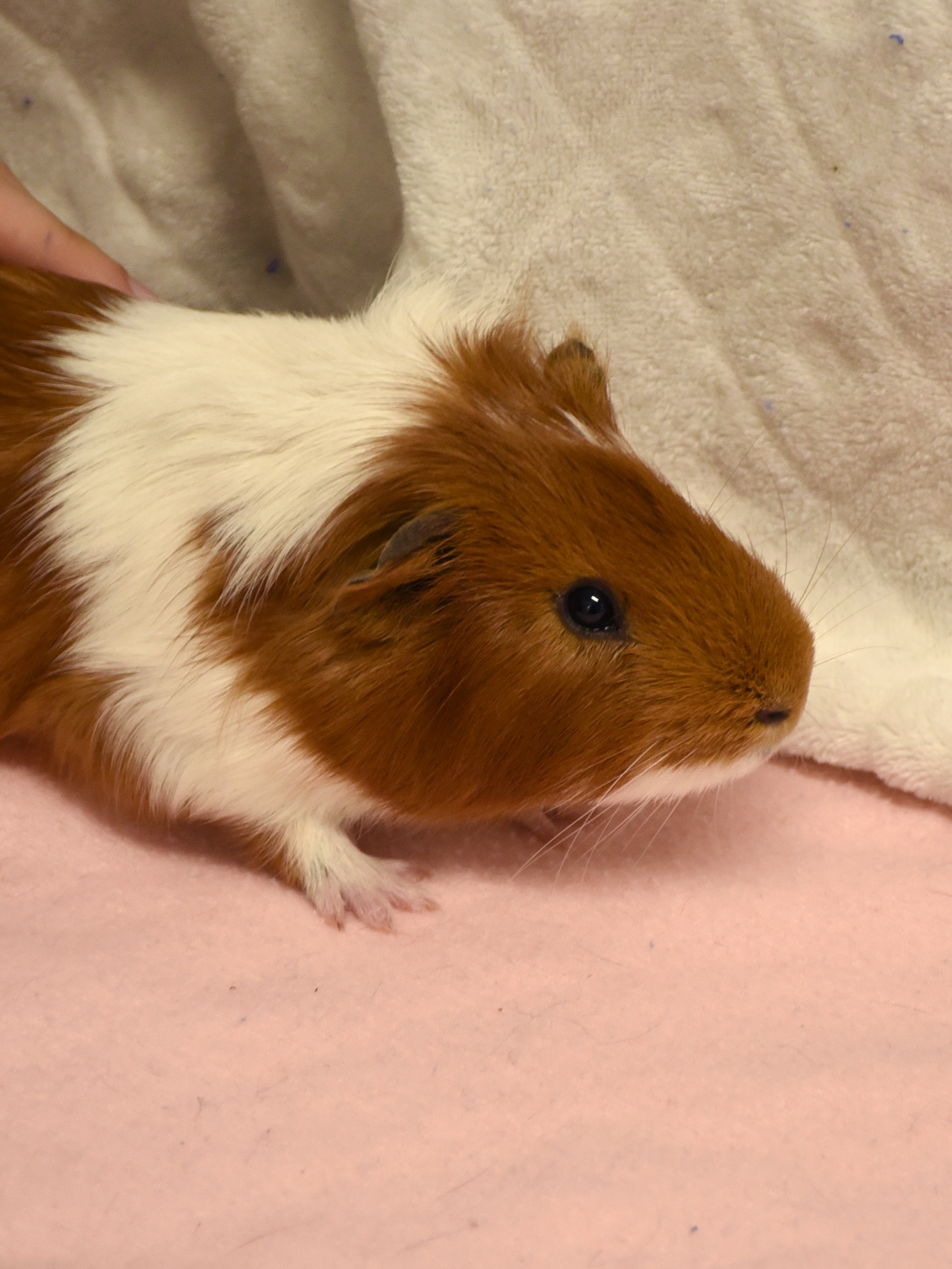 Gomette – Image 5