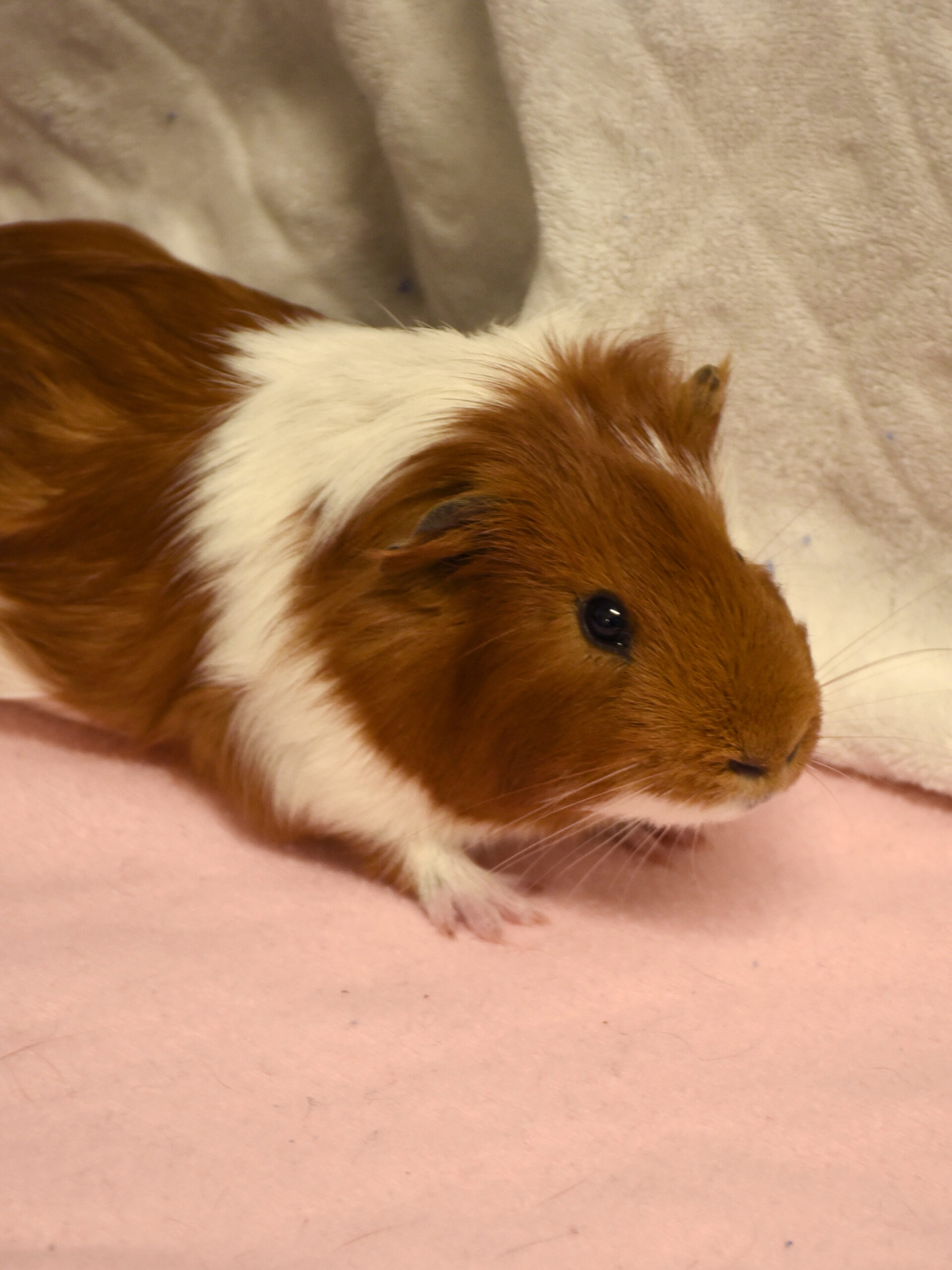 Gomette – Image 4