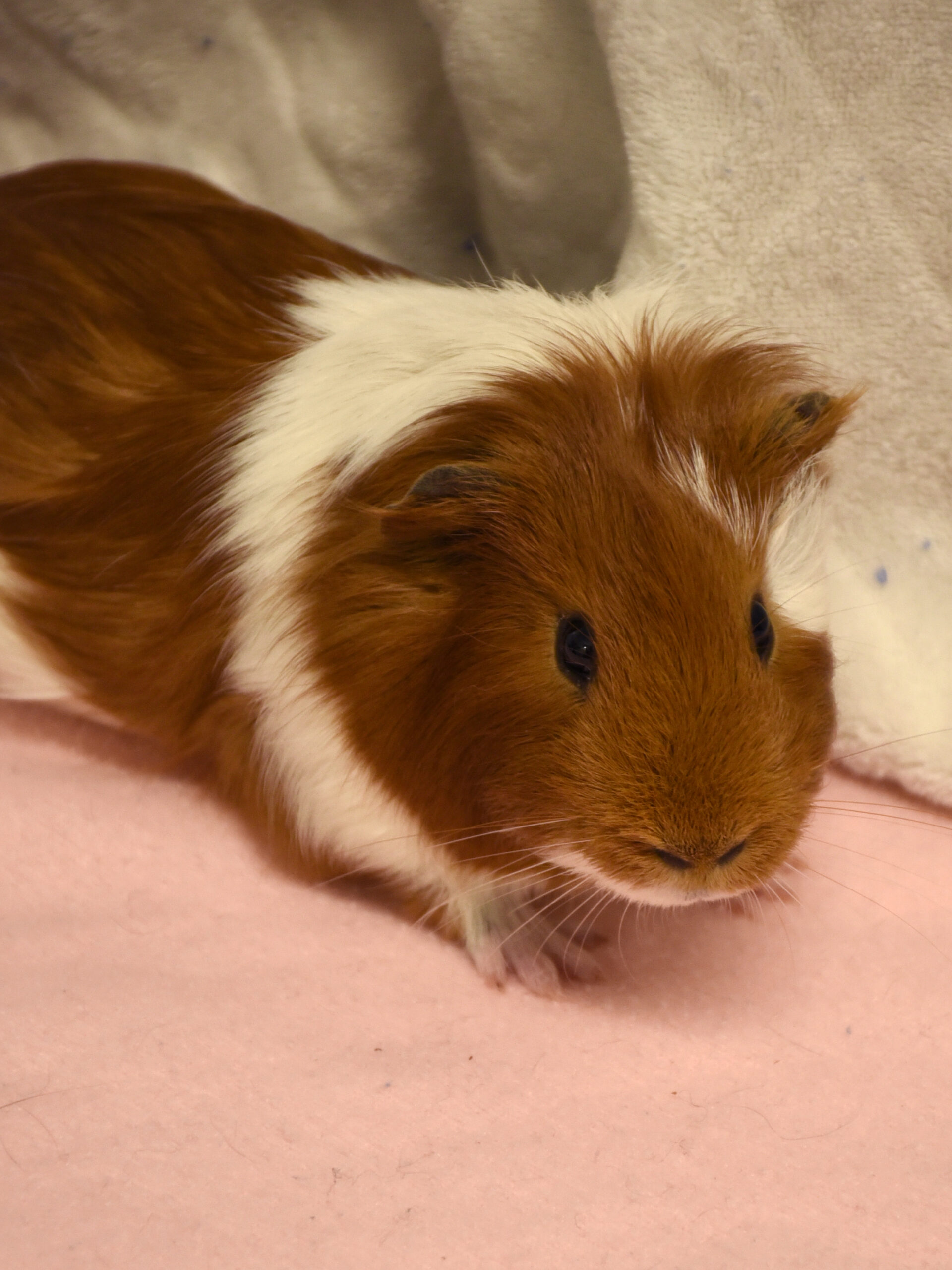 Gomette – Image 2