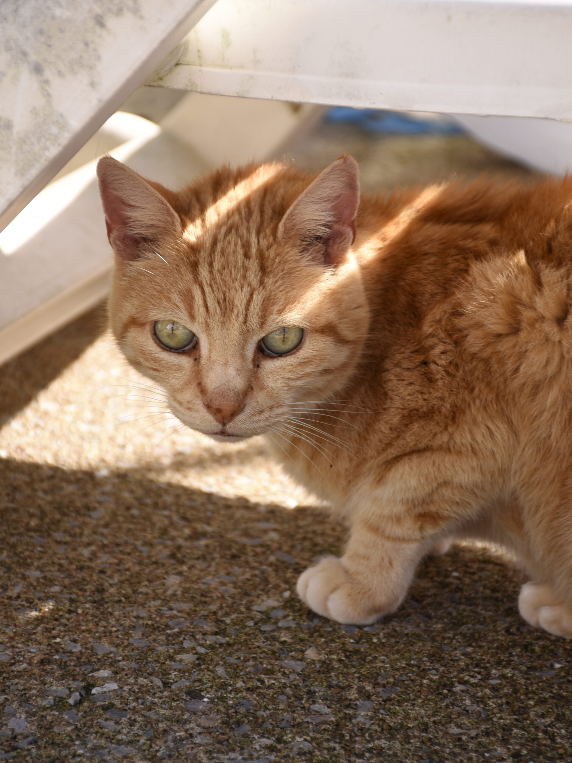 Lenny – Image 9