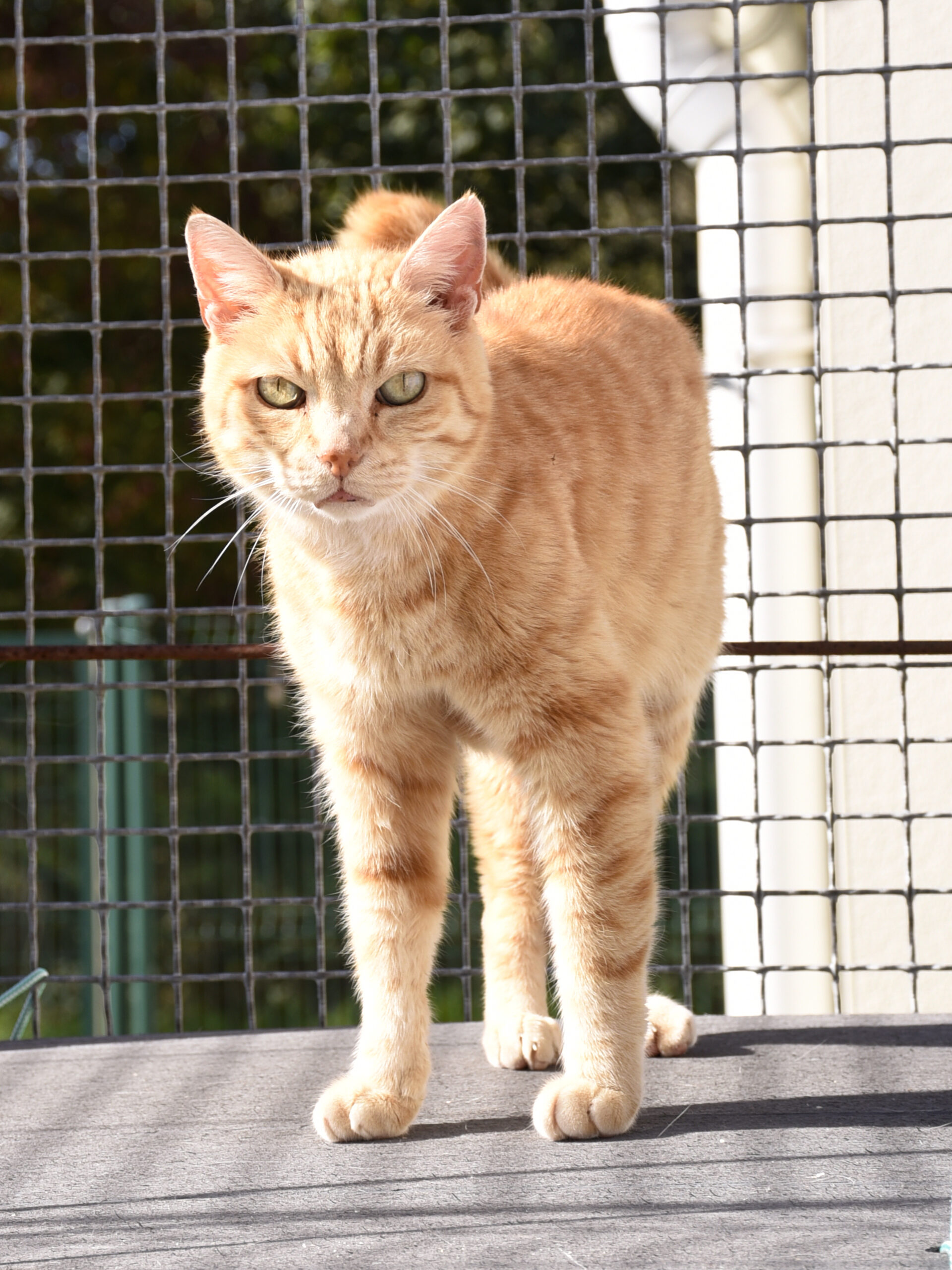 Lenny – Image 7