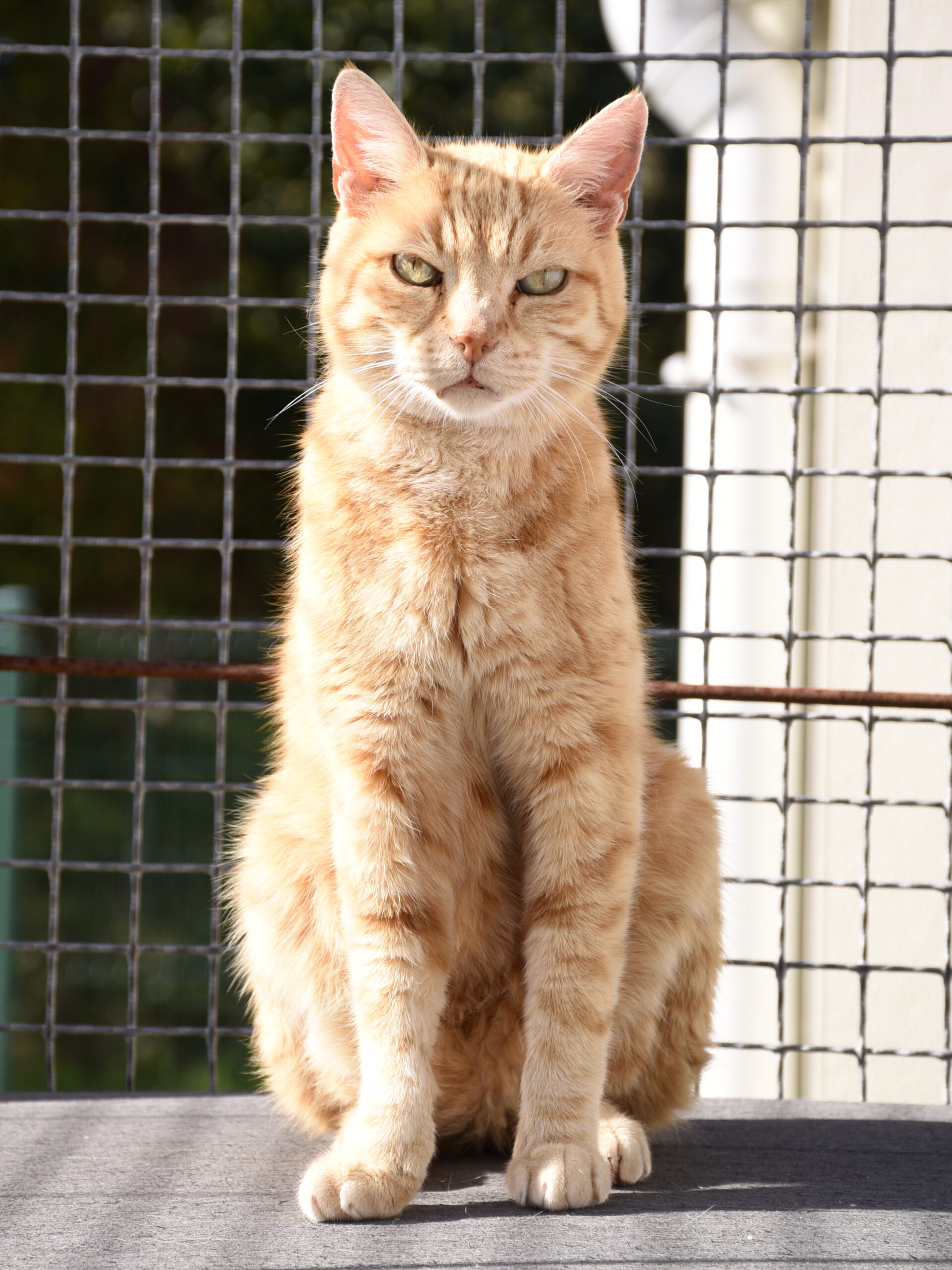 Lenny – Image 6