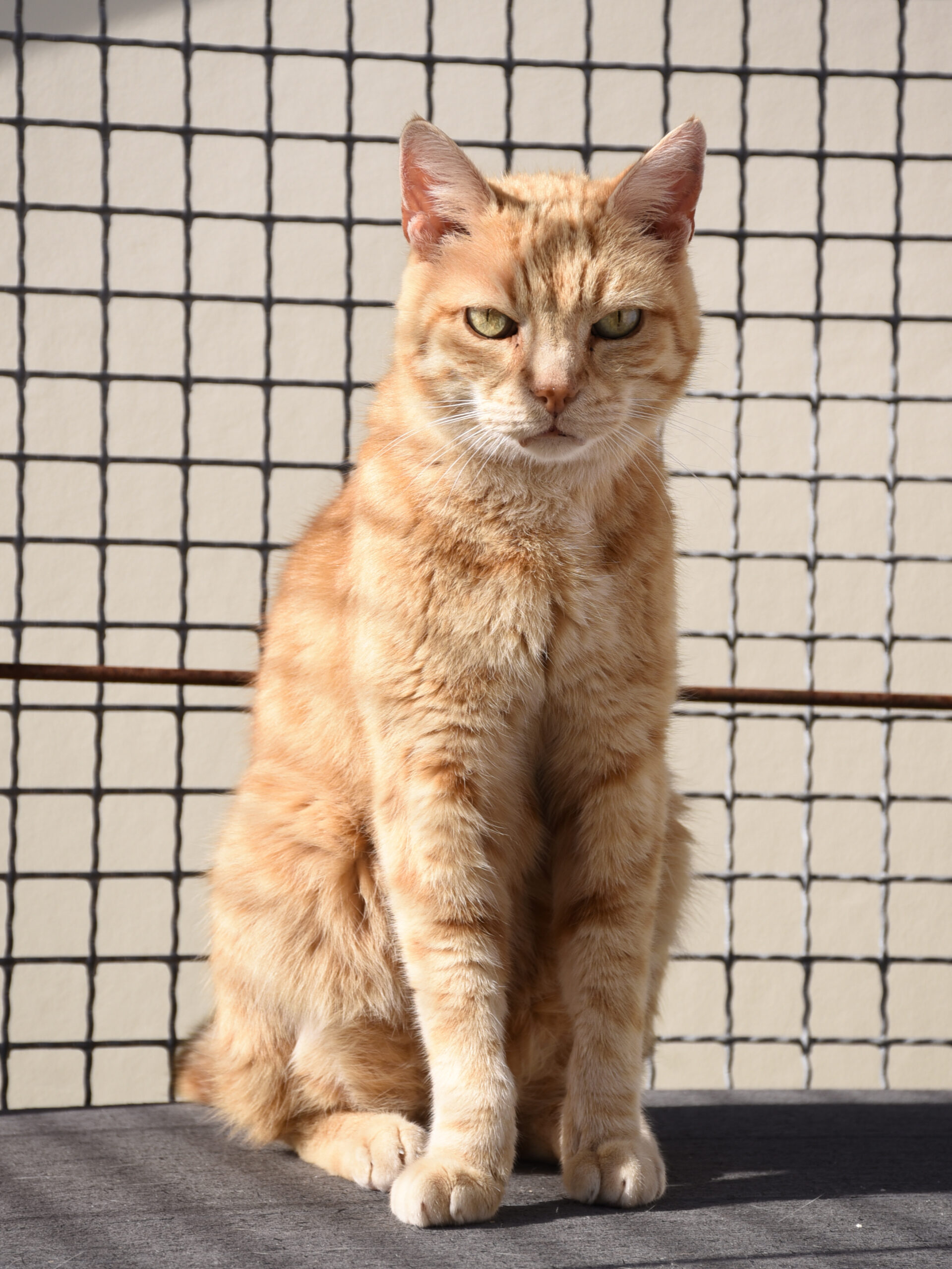 Lenny – Image 5