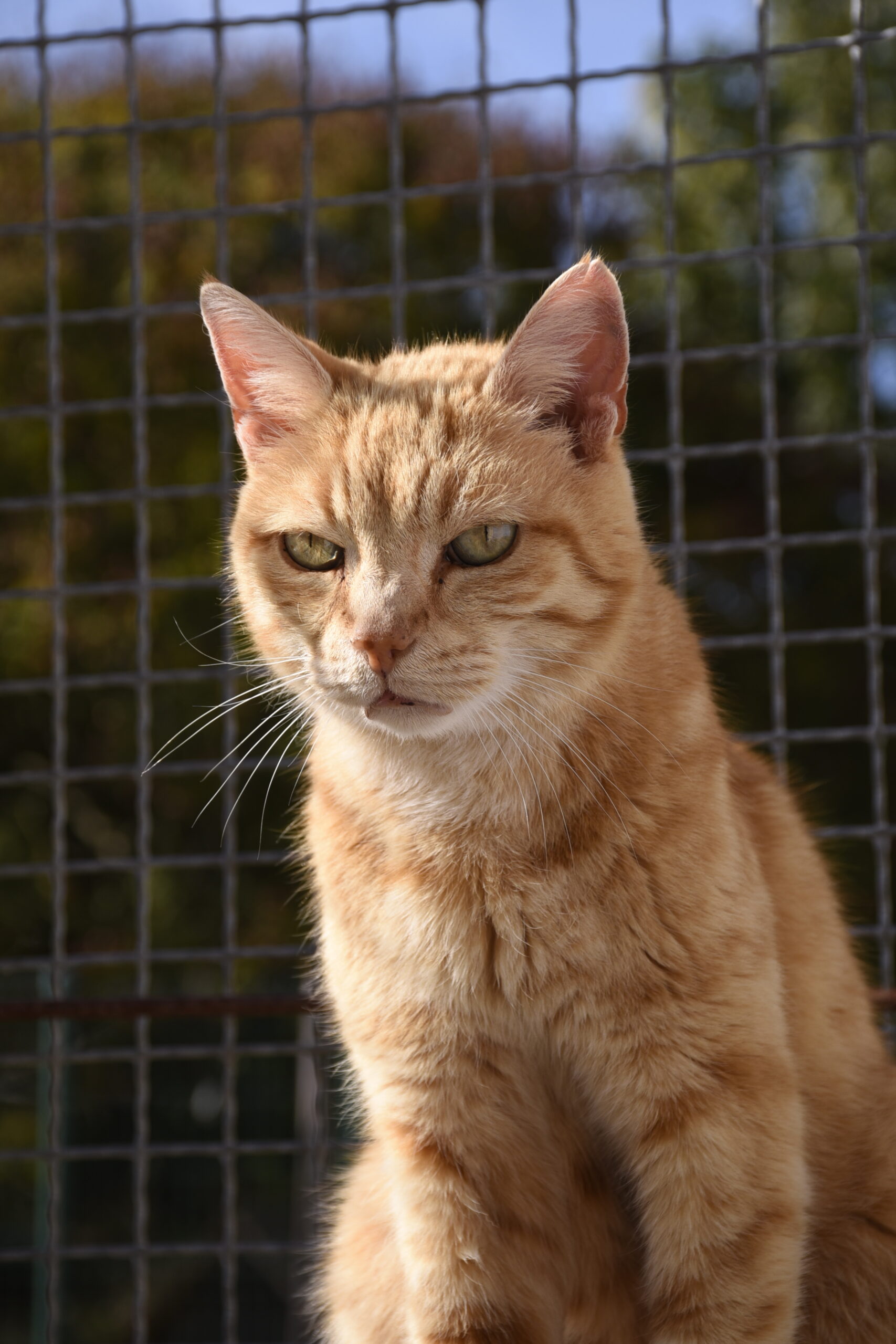 Lenny – Image 2