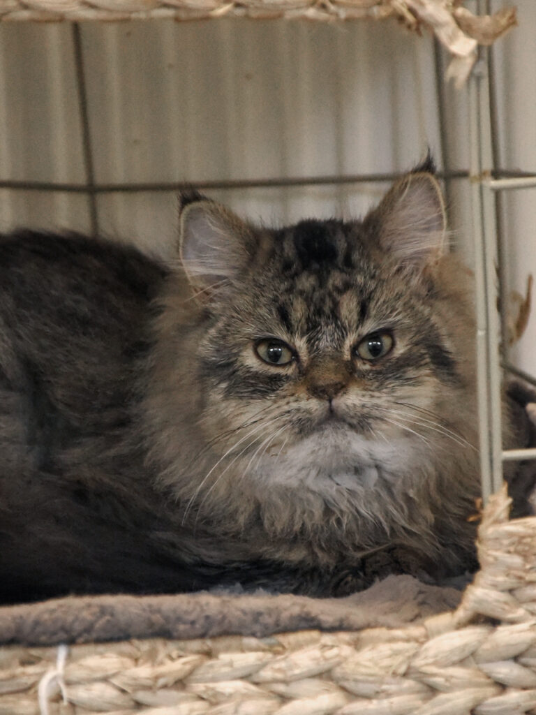 Mister Bean-Poufsouffle-03