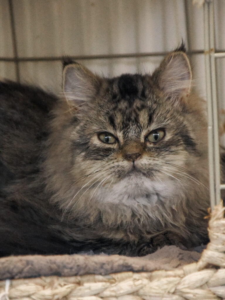 Mister Bean-Poufsouffle-04