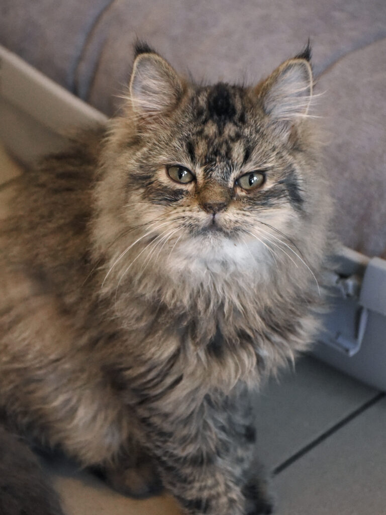 Mister Bean-Poufsouffle-06