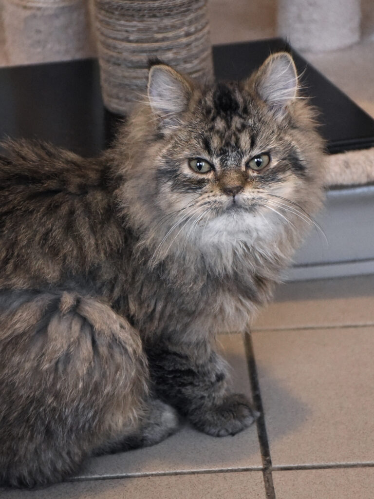 Mister Bean-Poufsouffle-07