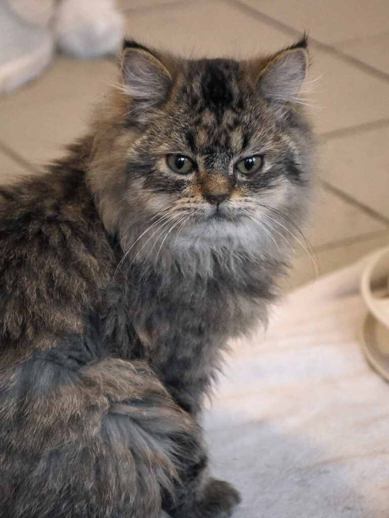 Mister Bean-Poufsouffle-09