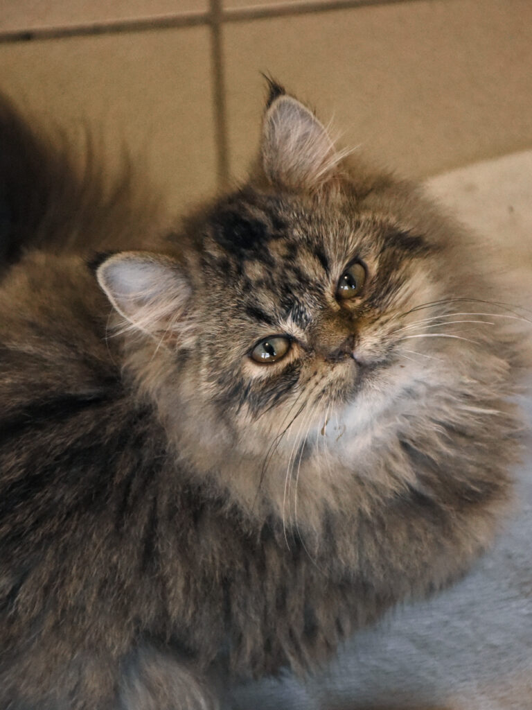 Mister Bean-Poufsouffle-10