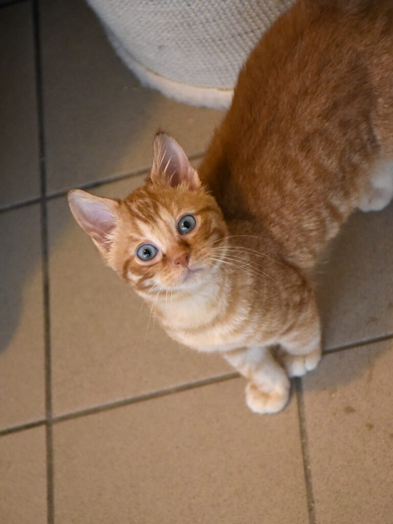 Philibert-Poufsouffle-03 copie