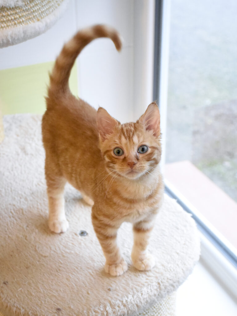 Philibert-Poufsouffle-04 copie