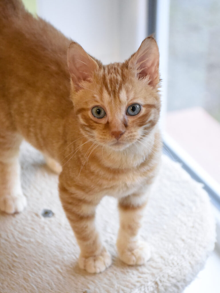 Philibert-Poufsouffle-05 copie