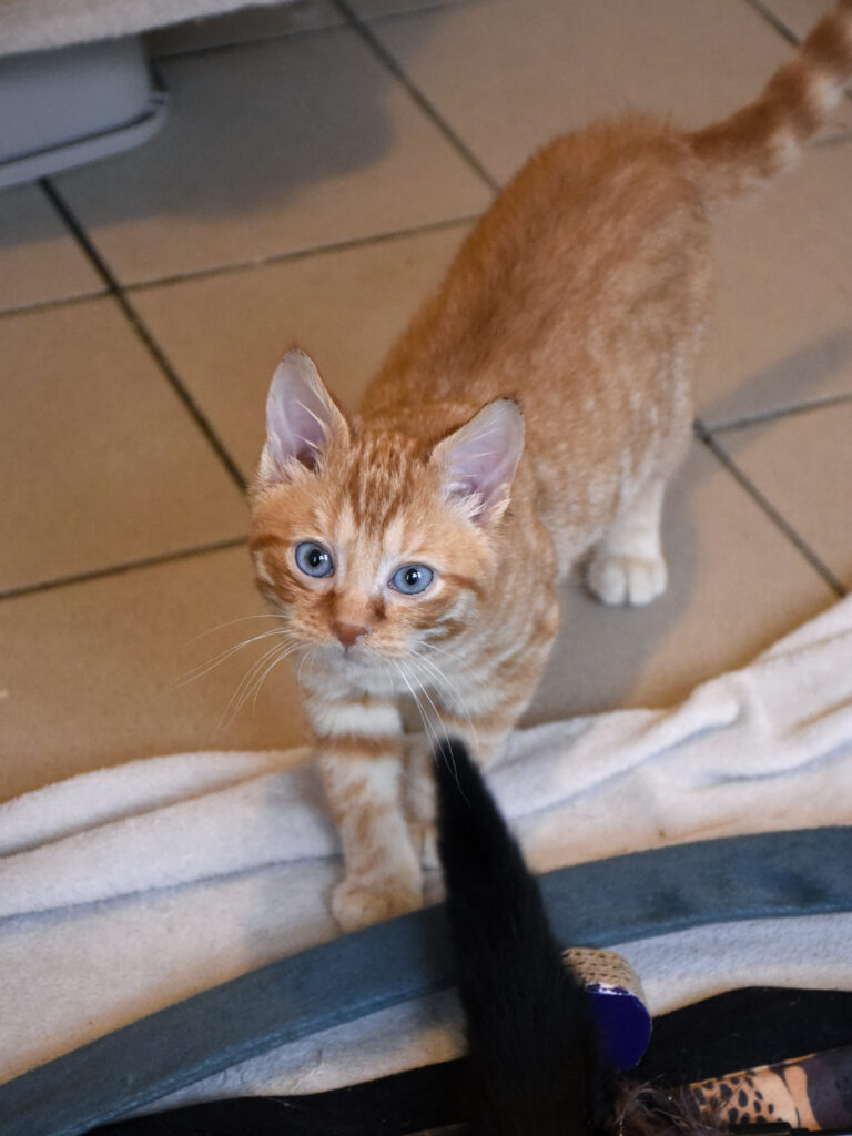 Philibert-Poufsouffle-06 copie