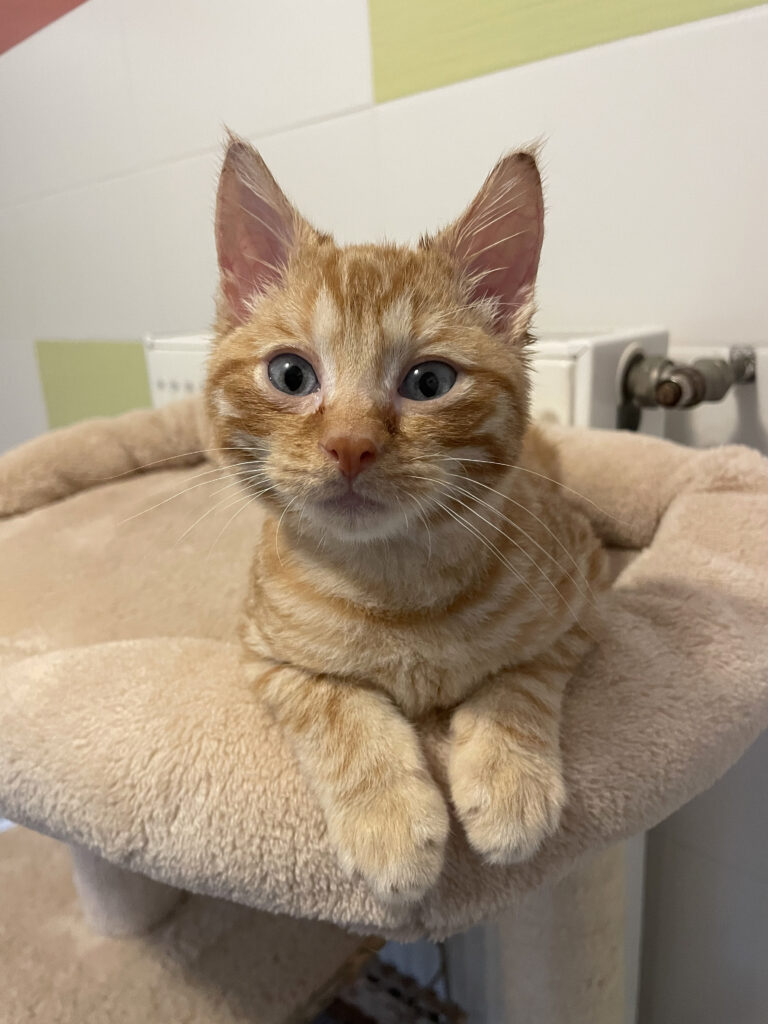 Philibert-Poufsouffle-08