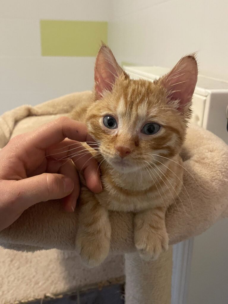 Philibert-Poufsouffle-09