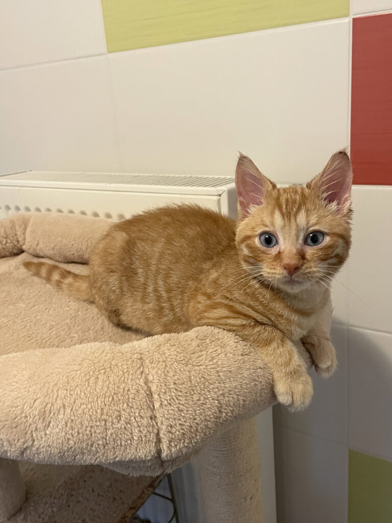 Philibert-Poufsouffle-11