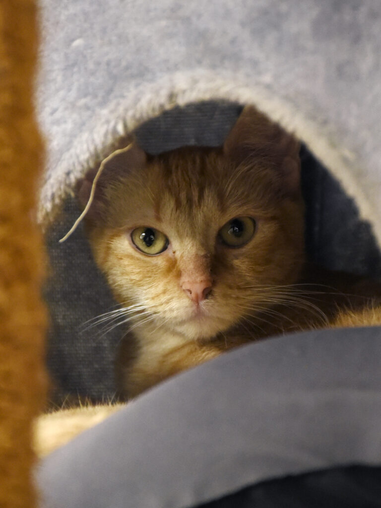 Spasiba-Phoenix-03 copie